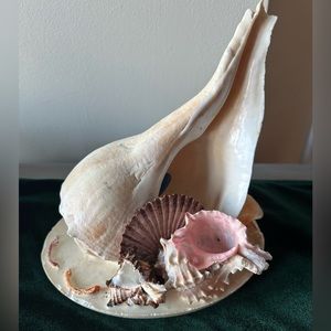 Beautiful decorative/lamp of Conch and seashells